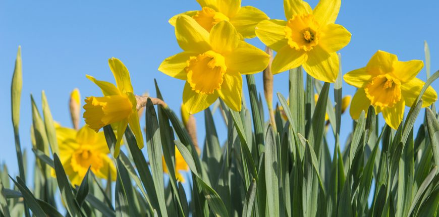 daffodils in March