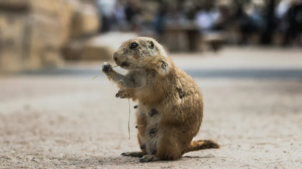 cute Groundhog