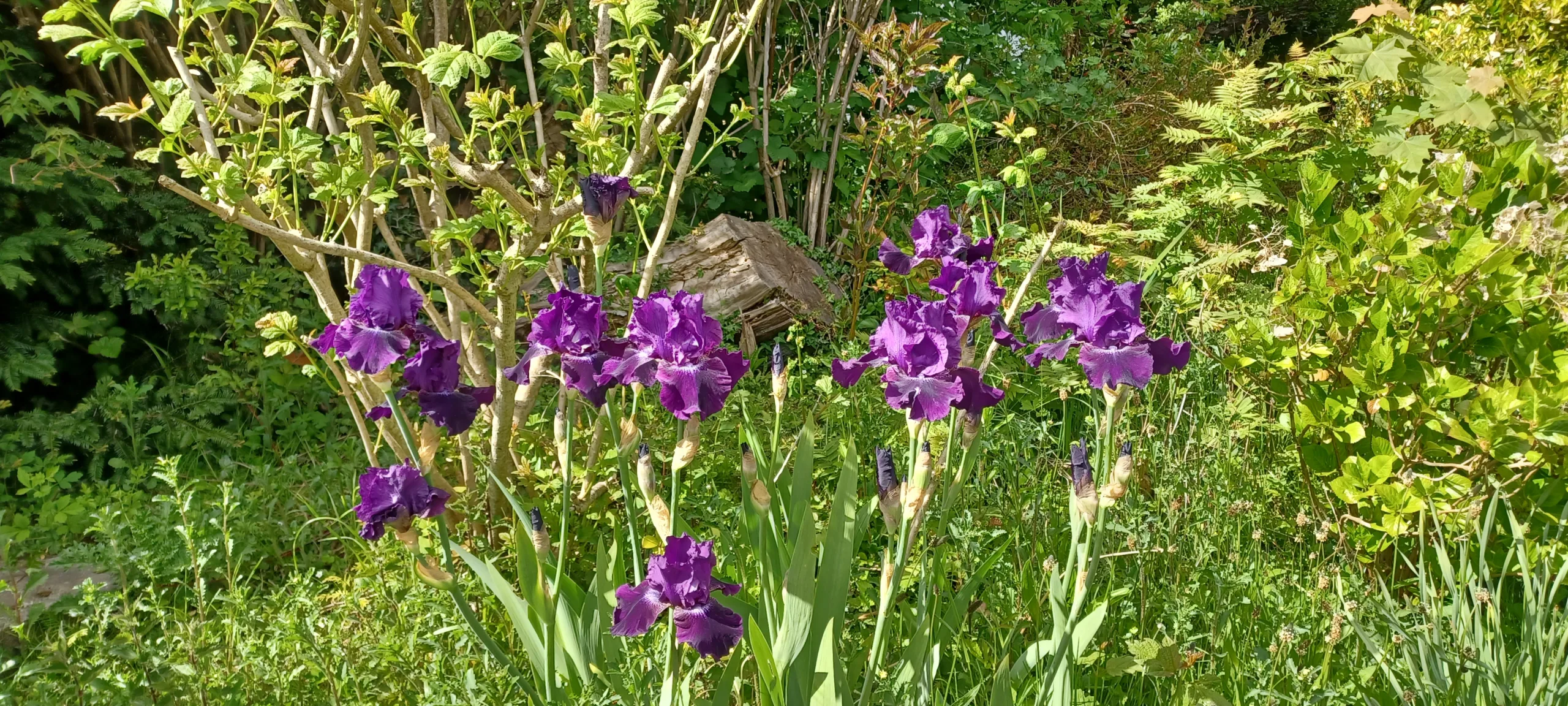 Purple Irises