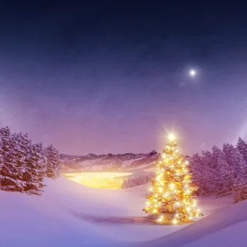 Christmas tree in snow