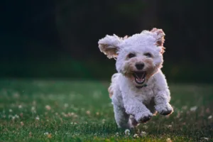 joyful Scottish Highland Terrier dog gamboling in a garden
